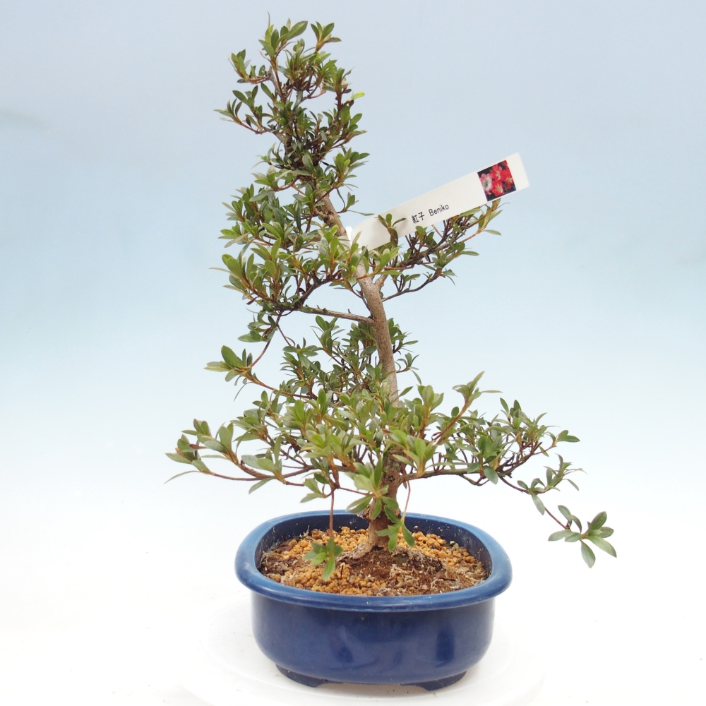 Venkovní bonsai - Japonská azalka - Azalea Beniko