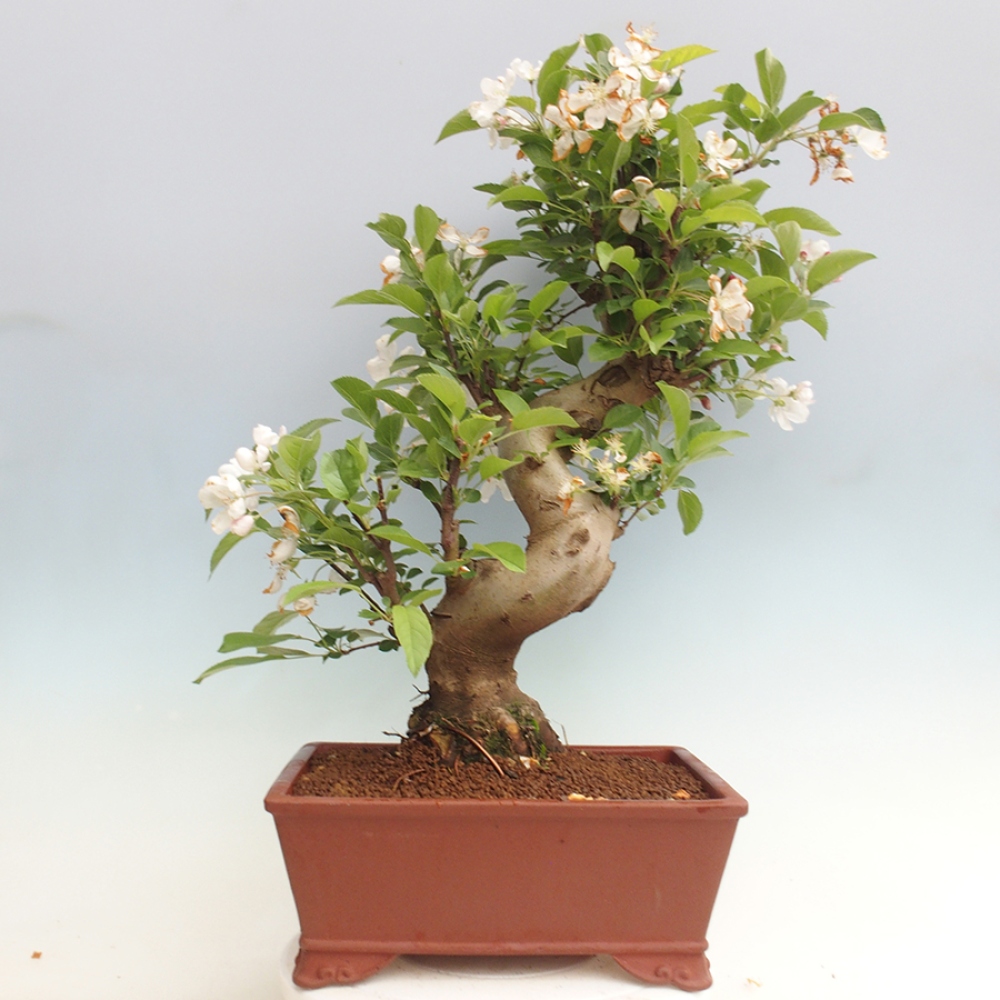 Venkovní bonsai -Malus halliana - Maloplodá jabloň