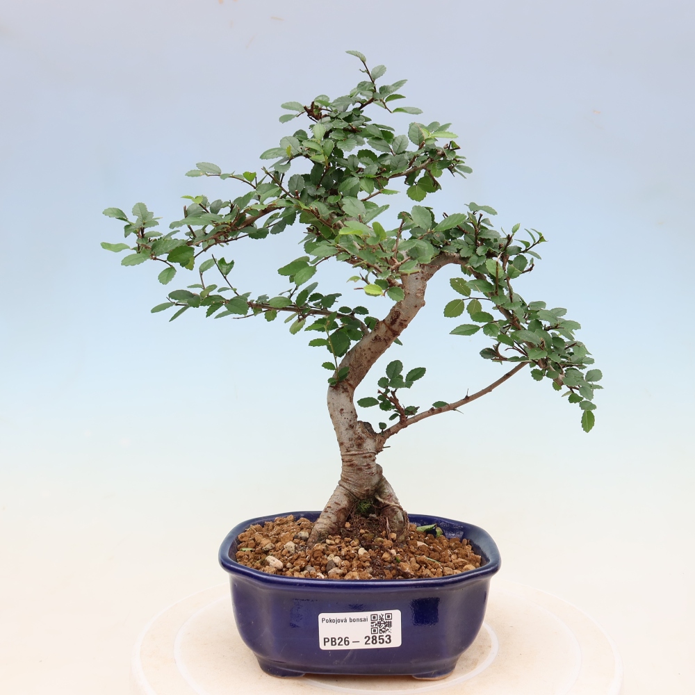 Pokojová bonsai - Ulmus parvifolia - Malolistý jilm