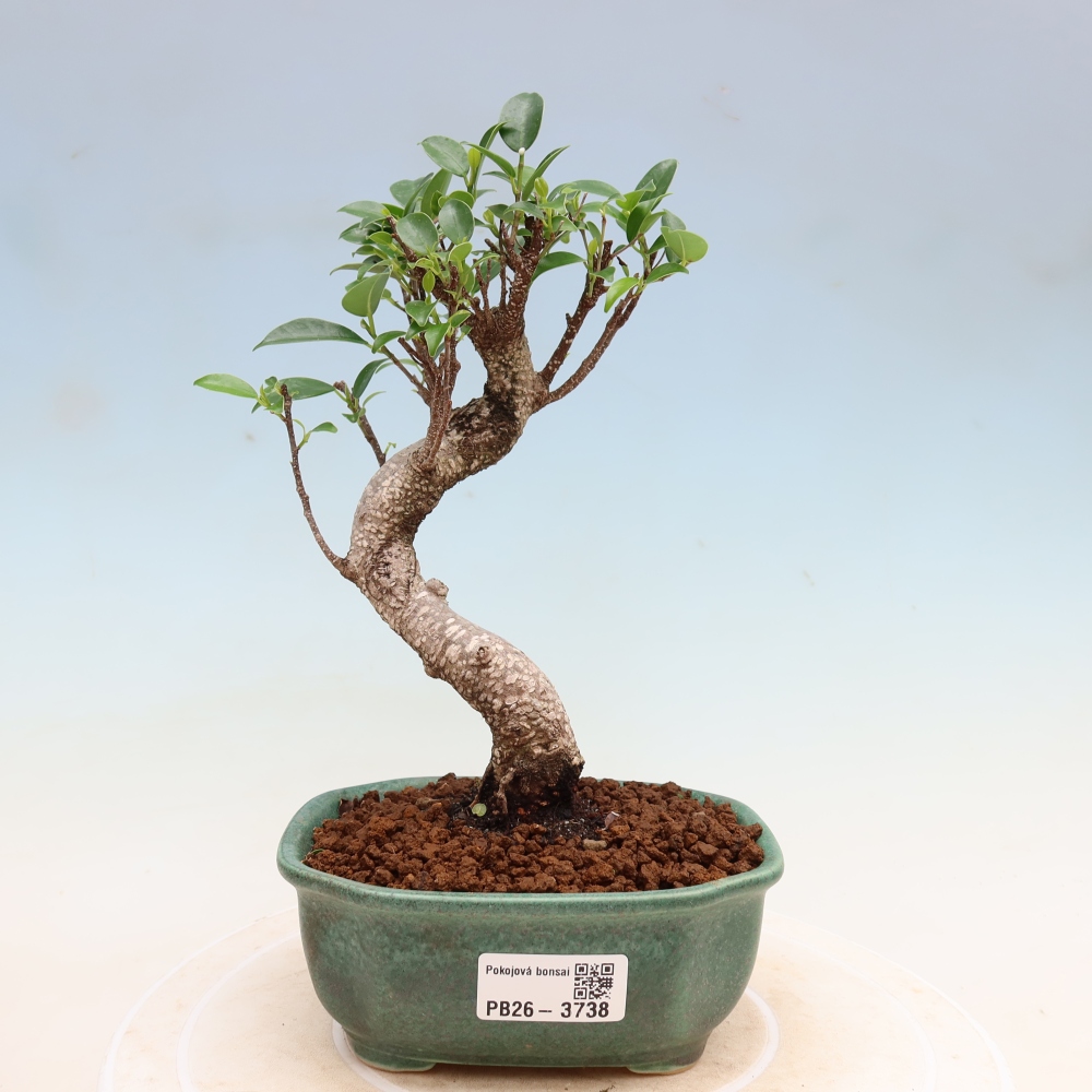 Pokojová bonsai - Ficus kimmen -  malolistý fíkus