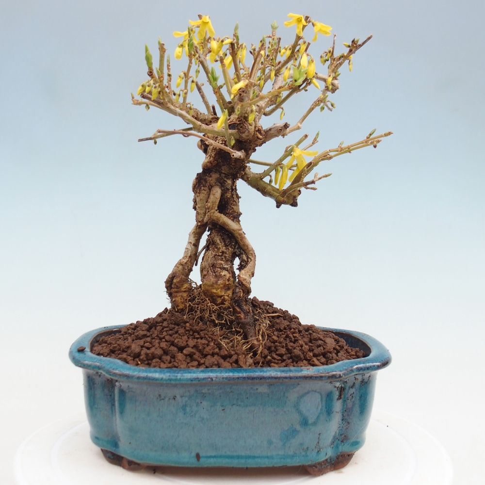 Venkovní bonsai - Zlatice - Forsythia koreana