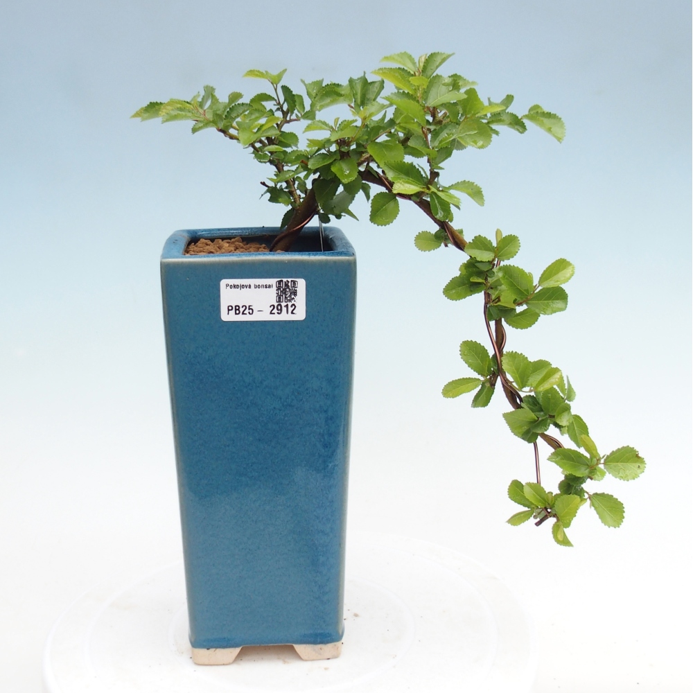 Pokojová bonsai - Grewia occidentalis - Hvězdice levandulová