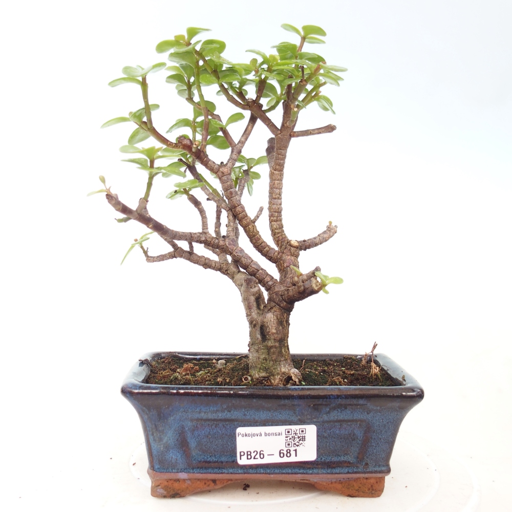 Pokojová bonsai - Portulakaria Afra - Tlustice