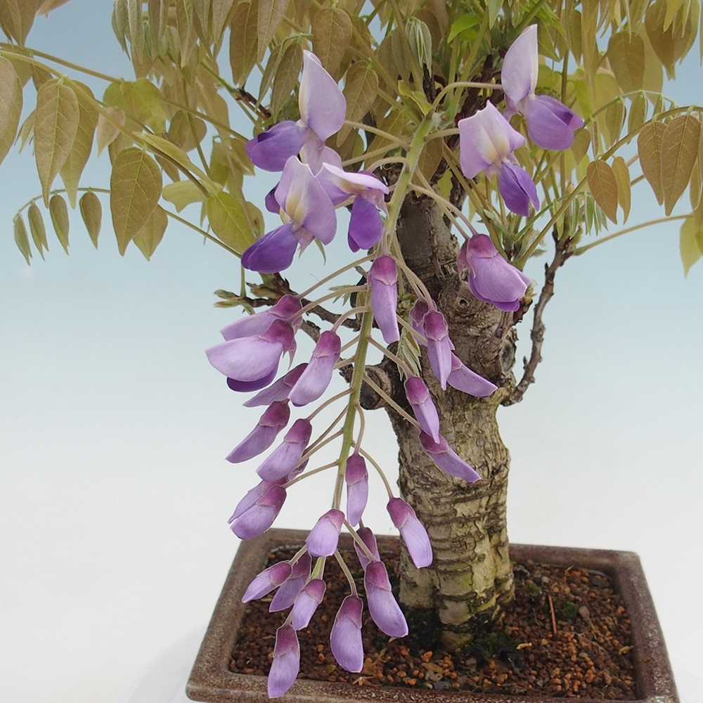 Venkovní bonsai - Vistarie květnatá - Wisteria floribunda