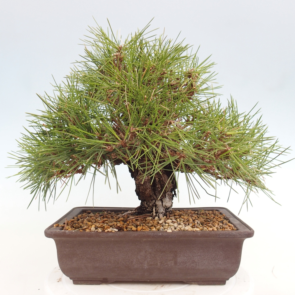 Venkovní bonsai - Pinus thunbergii - Borovice thunbergova
