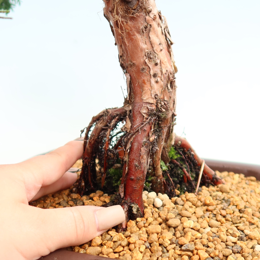 Venkovní bonsai - Juniperus chinensis Kishu -Jalovec čínský