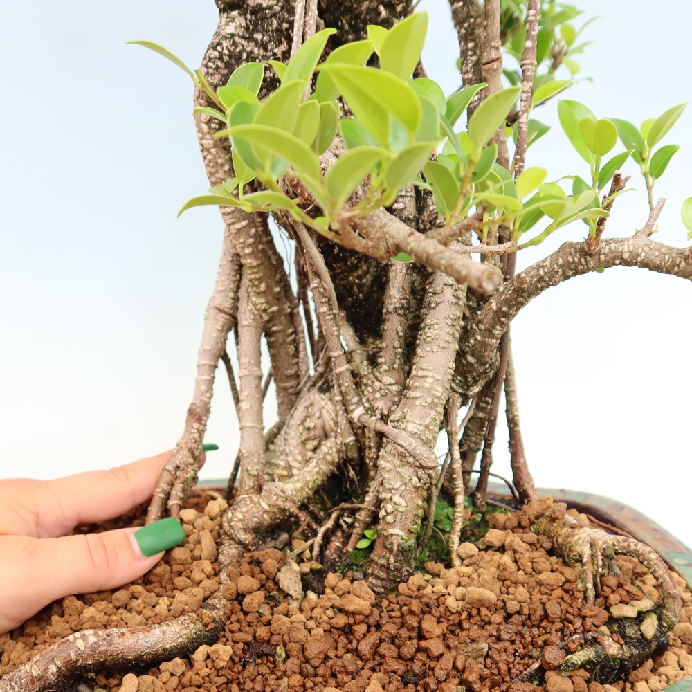 Pokojová bonsai - Ficus kimmen -  malolistý fíkus