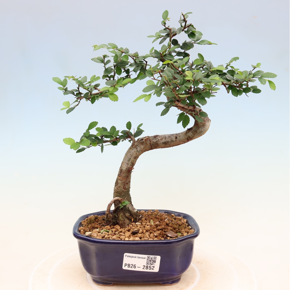 Pokojová bonsai - Ulmus parvifolia - Malolistý jilm
