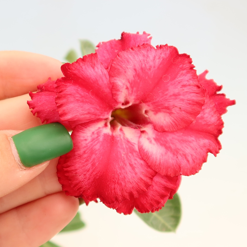 Pokojová bonsai - Adenium obesum roubovaná V.F.S.326  - Pouštní růže