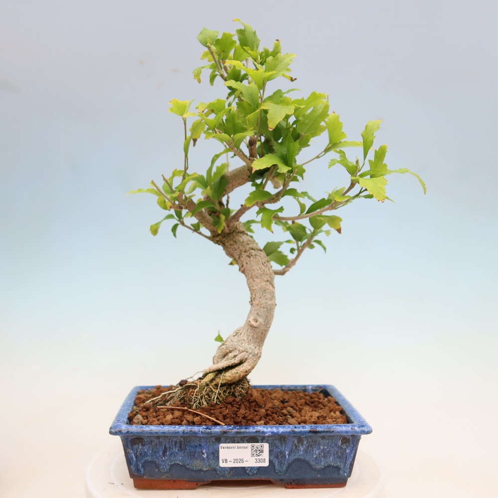 Venkovní bonsai - Hibiscus syriacus - Ibišek syrský