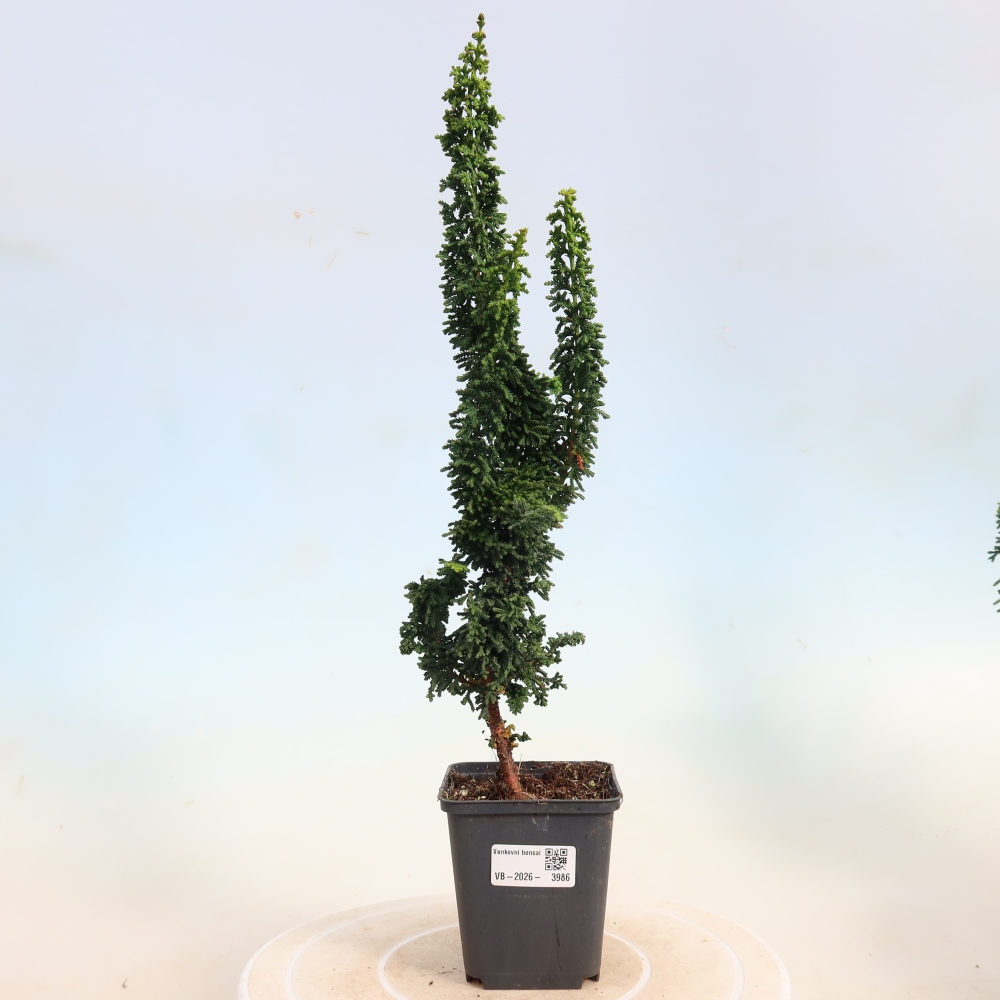 Venkovní bonsai - Cham. obtusa SEKKA HINOKI - Cypřišek