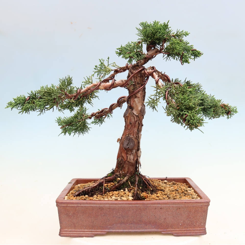 Venkovní bonsai - Juniperus chinensis Kishu -Jalovec čínský