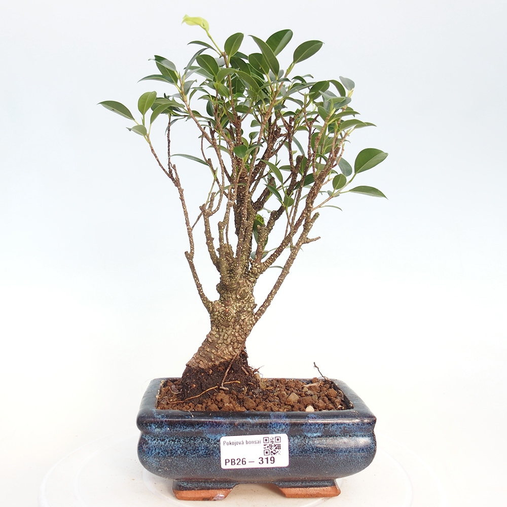 Pokojová bonsai - Ficus retusa -  malolistý fíkus