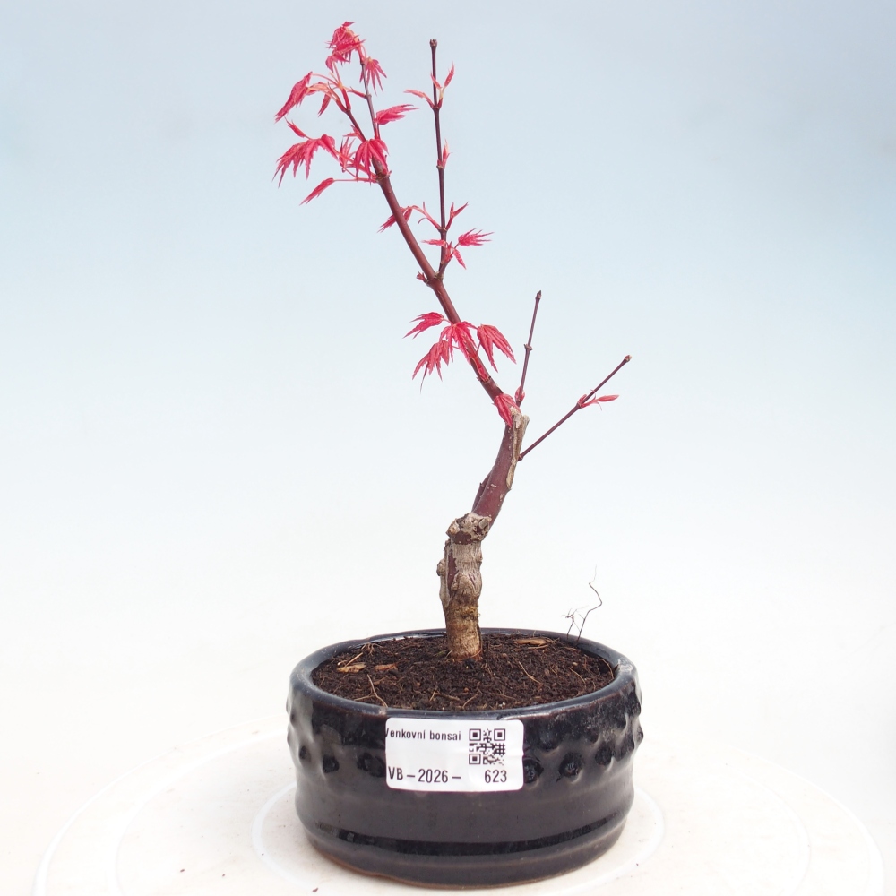 Venkovní bonsai - Javor dlanitolistý - Acer palmatum DESHOJO
