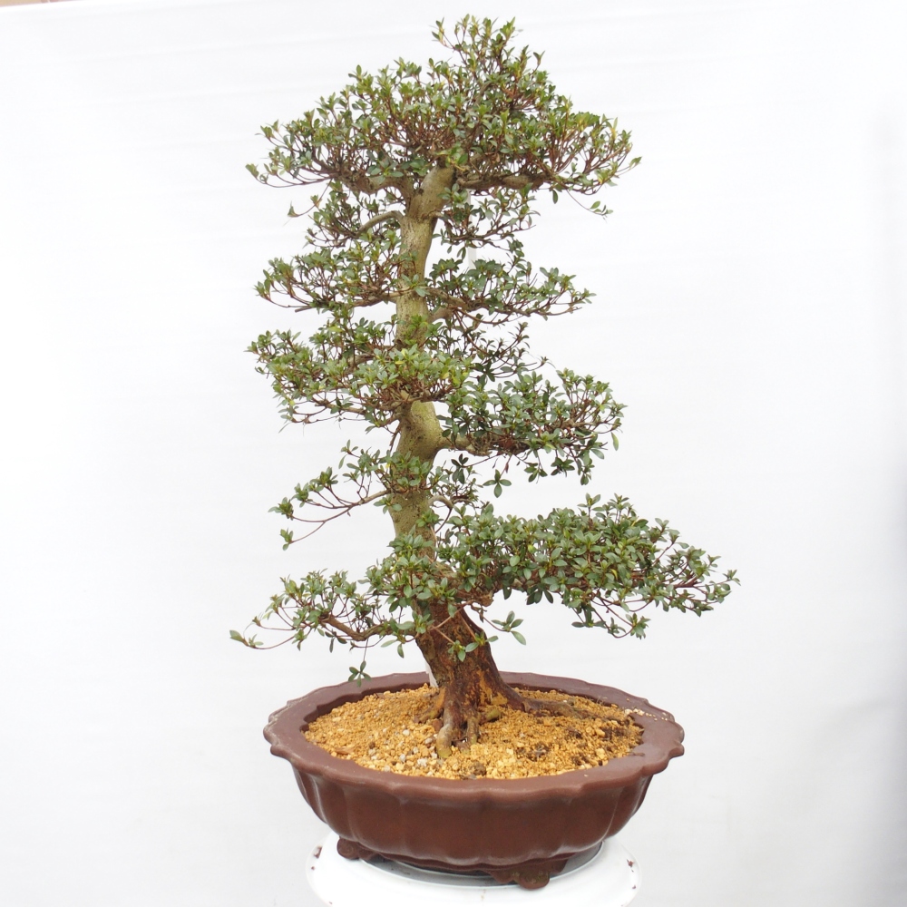 Venkovní bonsai - Japonská azalka - Azalea Shikou