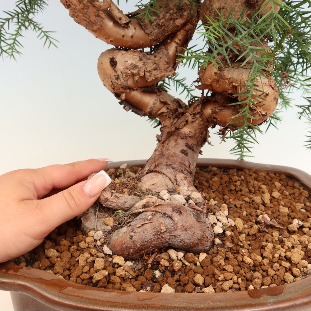 Pokojová bonsai - Araukarie - pokojový smrček