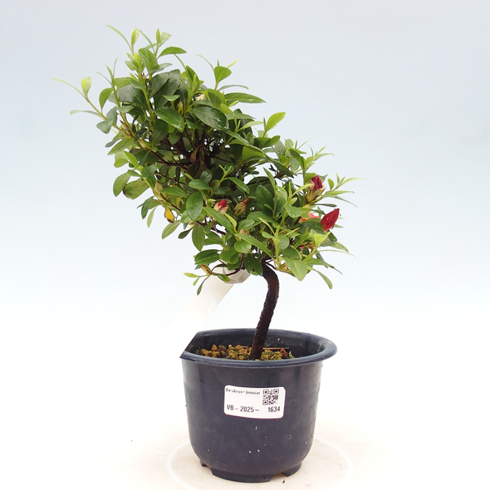 Venkovní bonsai - Japonská azalka - Azalea Benibeni