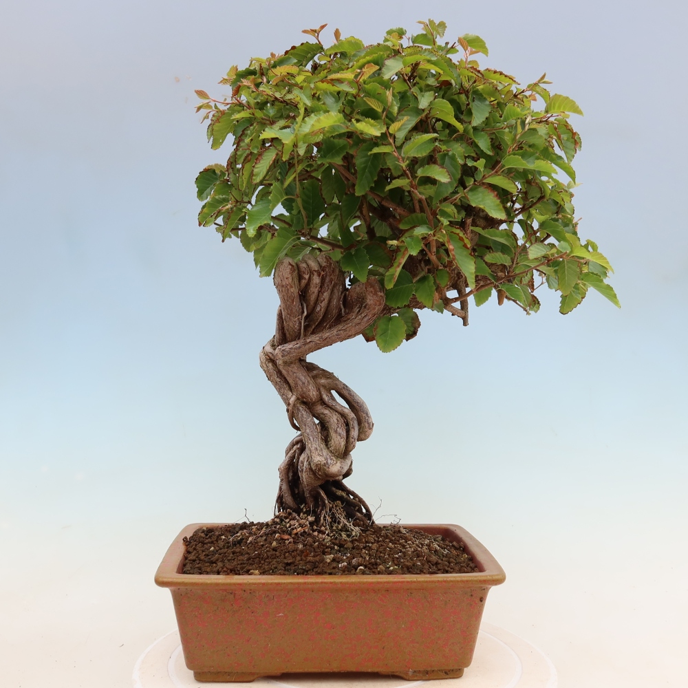 Venkovní bonsai -Carpinus Coreana - Habr korejský