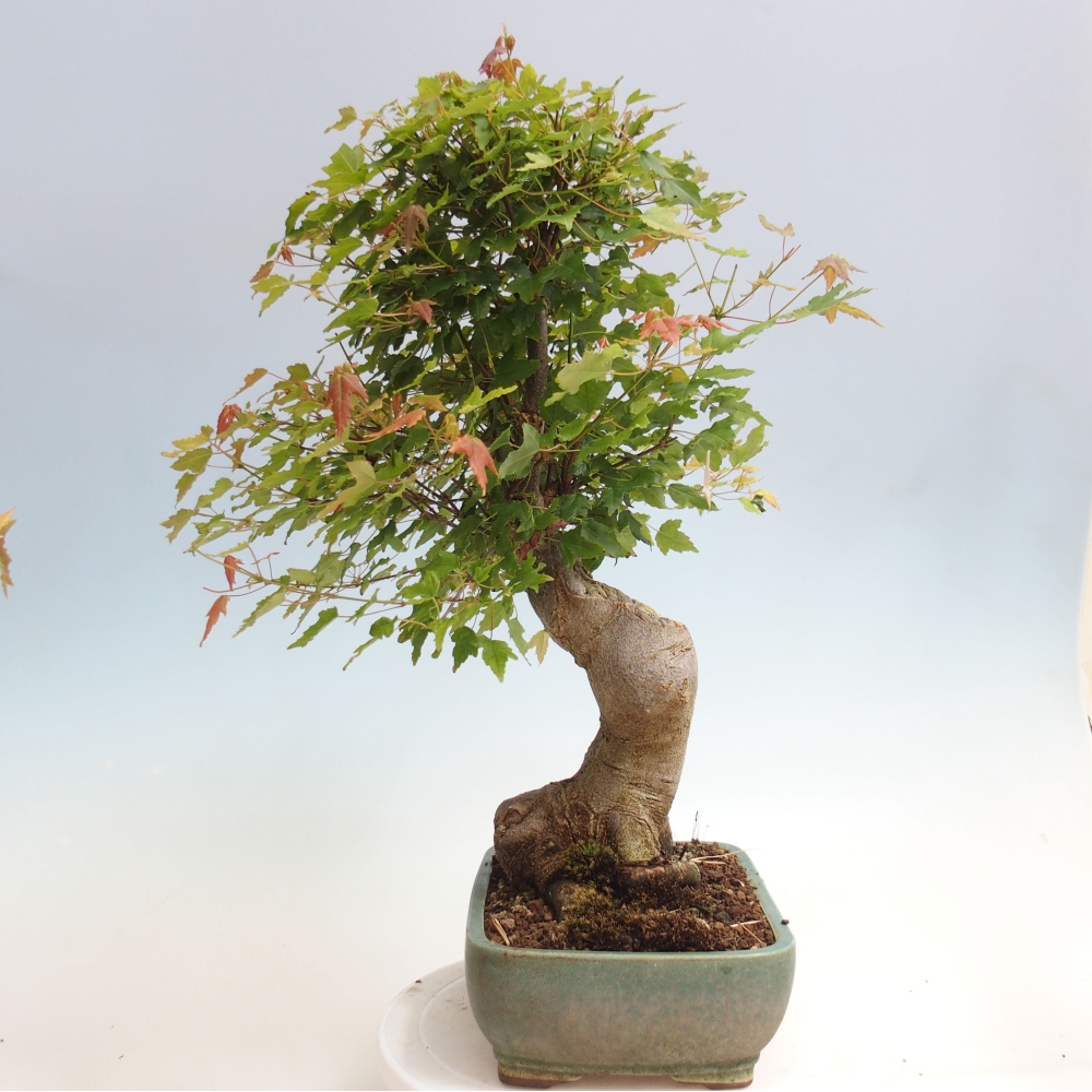 Venkovní bonsai - Acer Buergerianum - Javor Burgerův