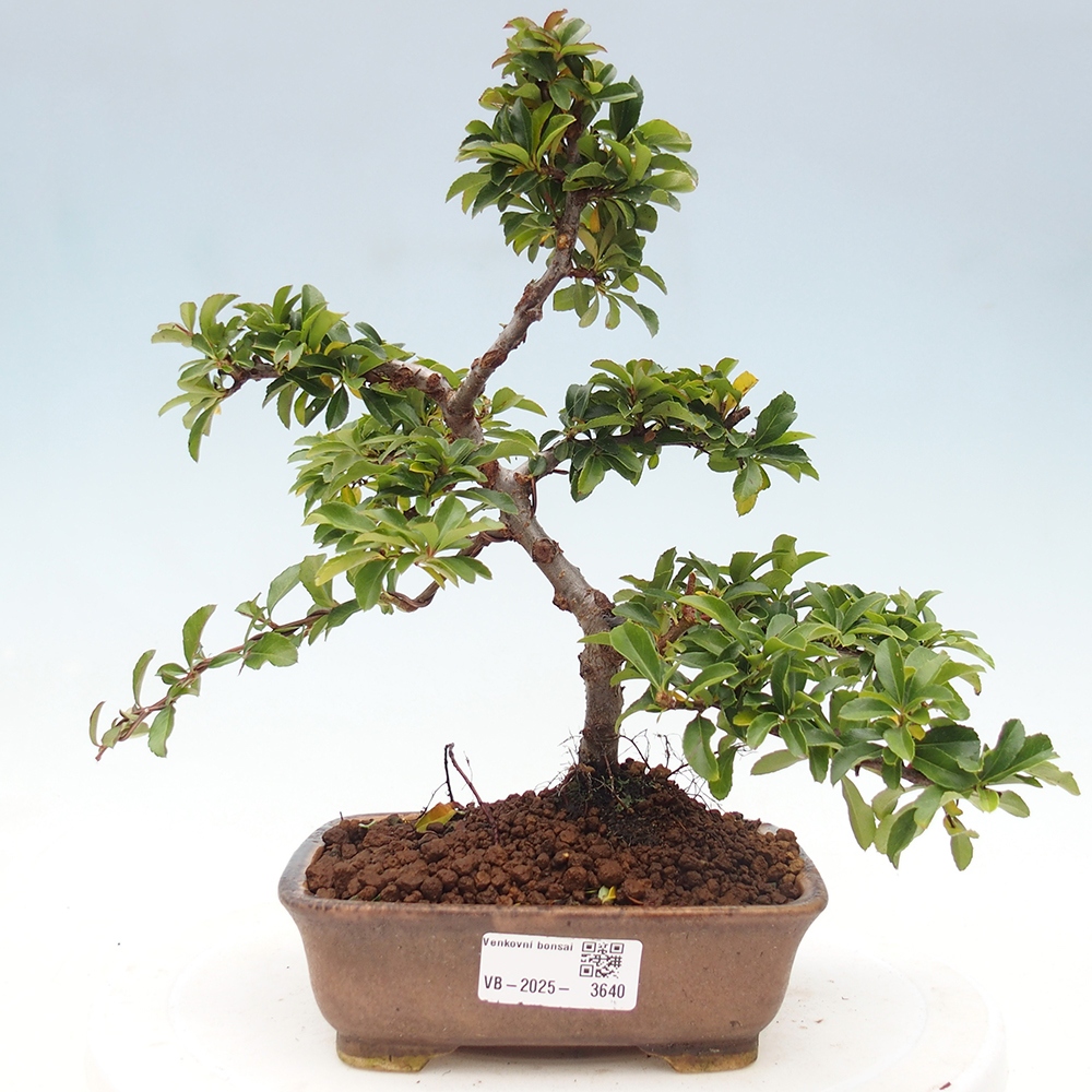 Venkovní bonsai-Pyracanta Teton -Hlohyně