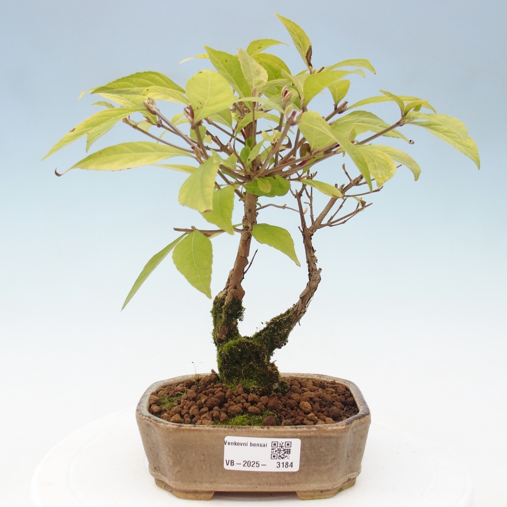 Venkovní bonsai - krásnoplodka - Callicarpa japonica