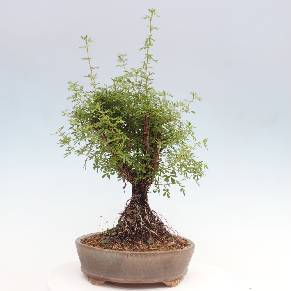 Venkovní bonsai-Mochna křovitá - potentila fruticosa yellow Bird