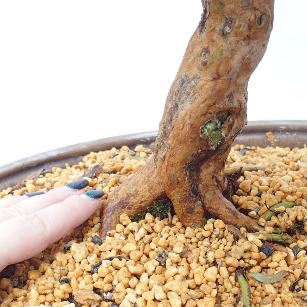 Venkovní bonsai - Japonská azalka - Azalea Hanatsuzuri