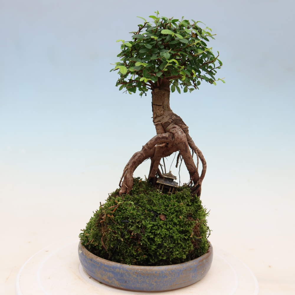 Kokedama s podmiskou - Ulmus parvifolia- malolistý jilm