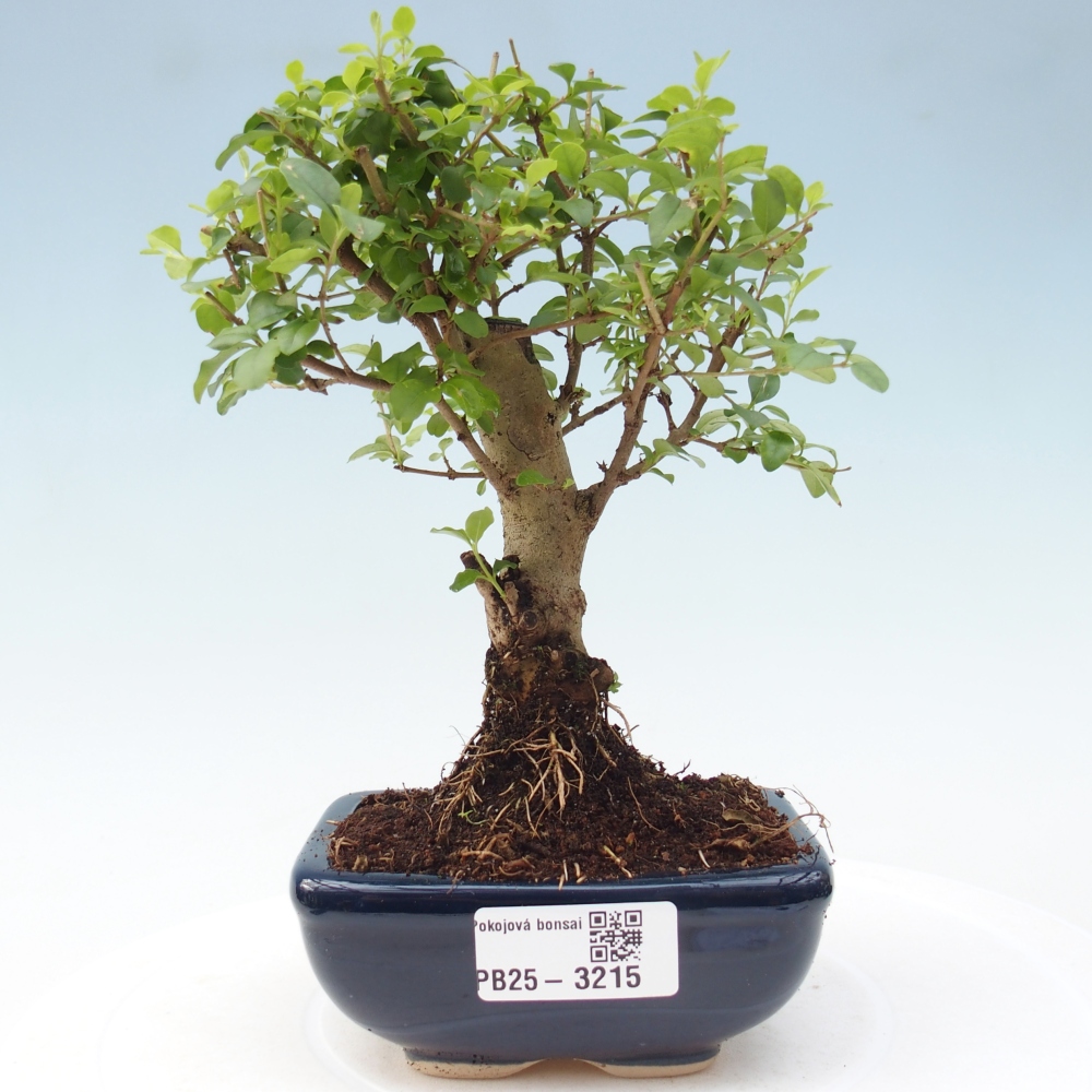 Pokojová bonsai -Ligustrum chinensis - Ptačí zob