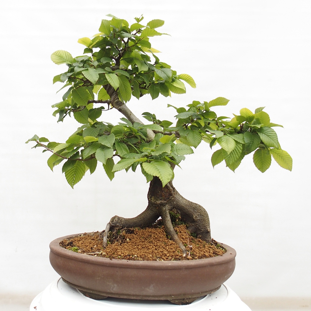 Venkovní bonsai - Habr obecný - Carpinus betulus