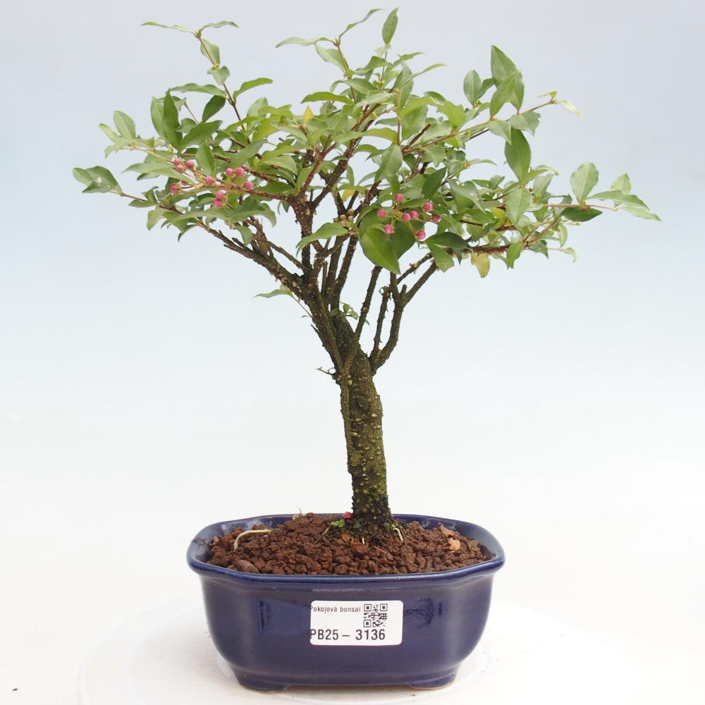 Pokojová bonsai - Malpighia coccigera- Barbdorská třešeň