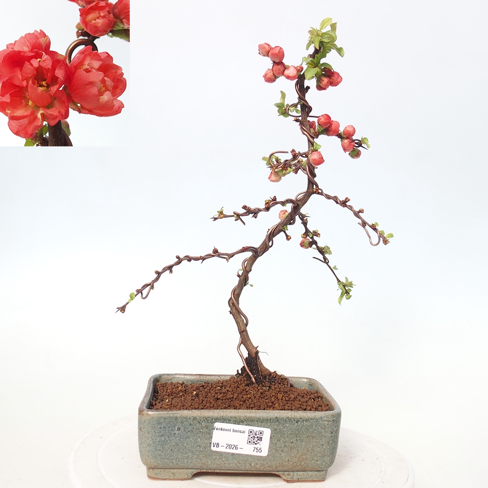 Venkovní bonsai - Chaneomeles s. Red Joy - Kdoulovec 