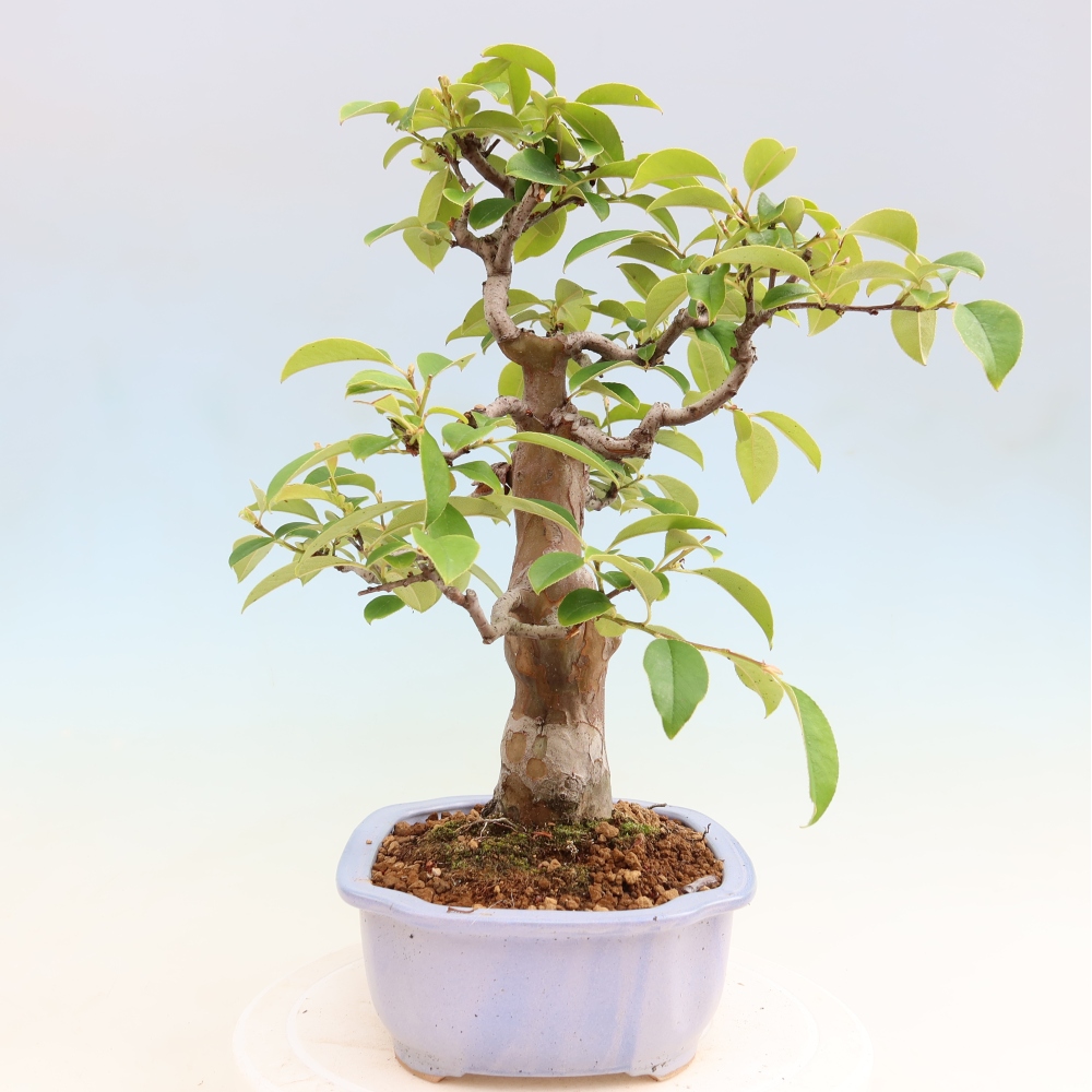 Venkovní  bonsai -  Pseudocydonia sinensis - Kdouloň čínská