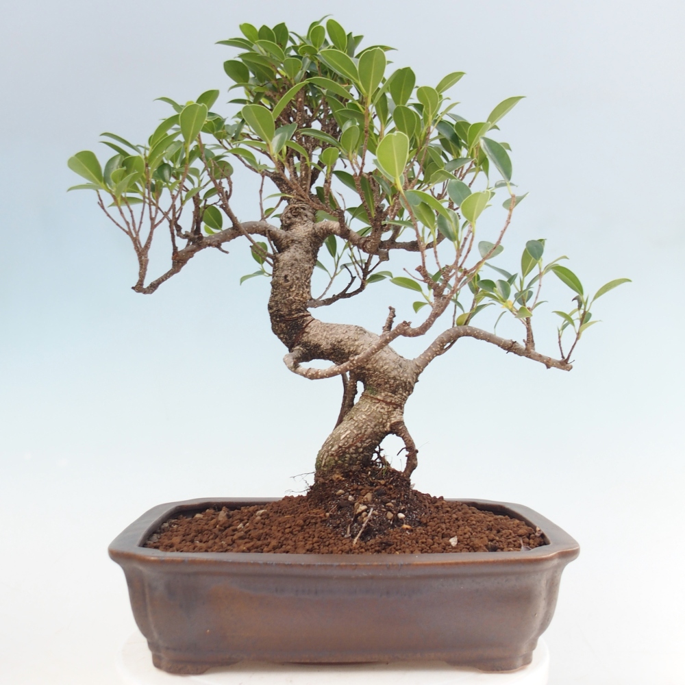 Pokojová bonsai - Ficus kimmen -  malolistý fíkus