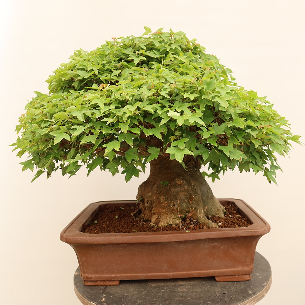 Venkovní bonsai - Javor Burgerův - Acer Burgerianum 