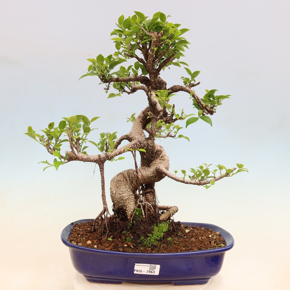 Pokojová bonsai - Ficus kimmen -  malolistý fíkus