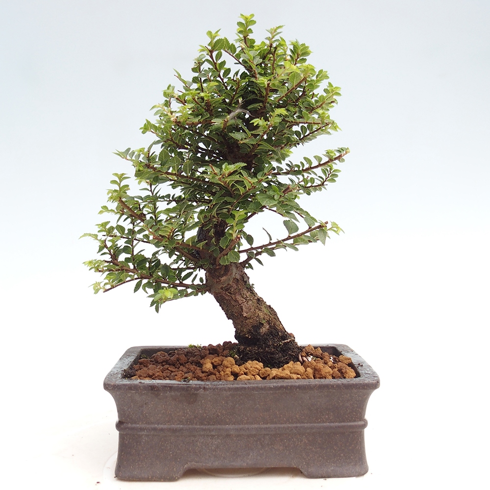 Venkovní bonsai - Ulmus parvifolia Hokkaido - jilm Čínský