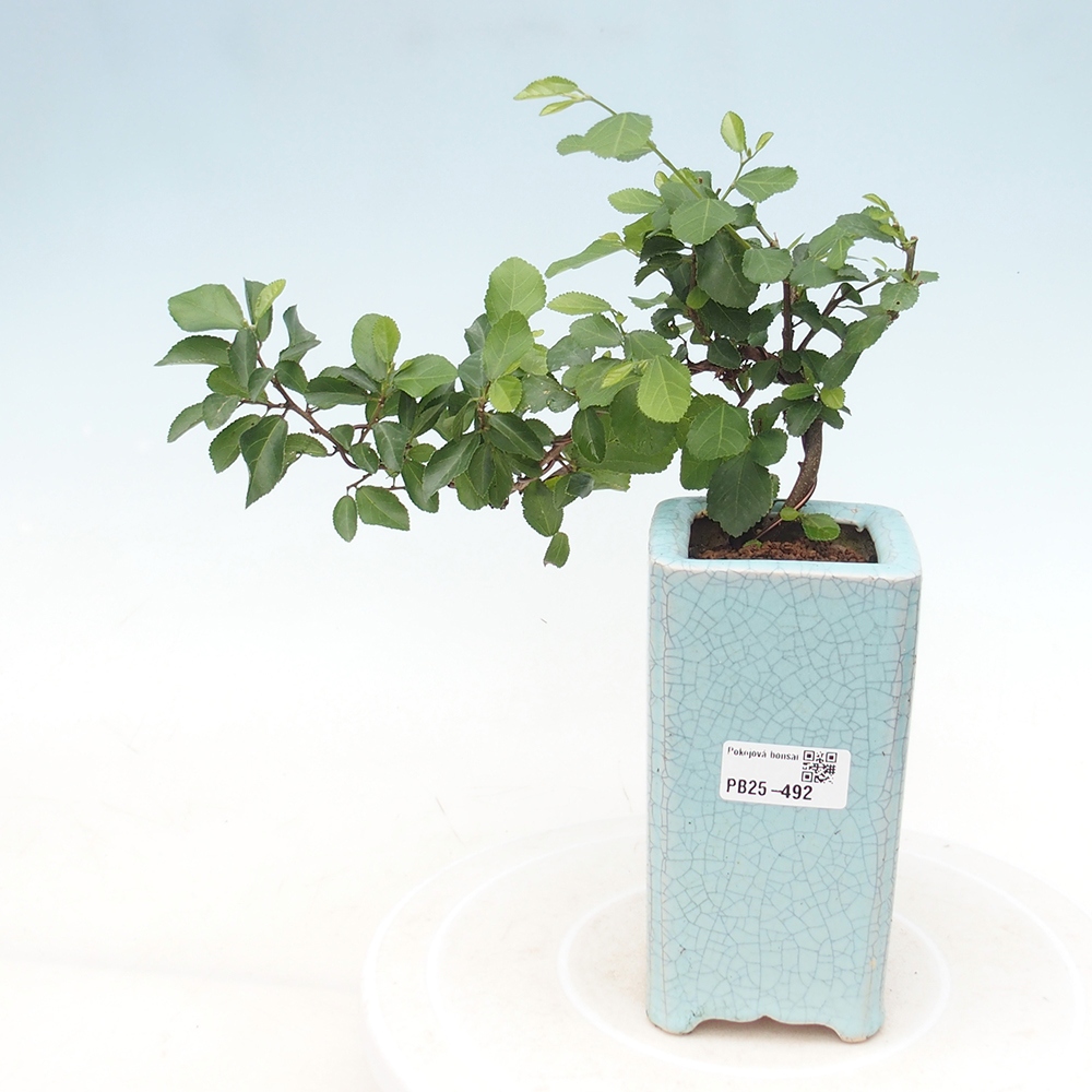 Pokojová bonsai - Grewia occidentalis - Hvězdice levandulová
