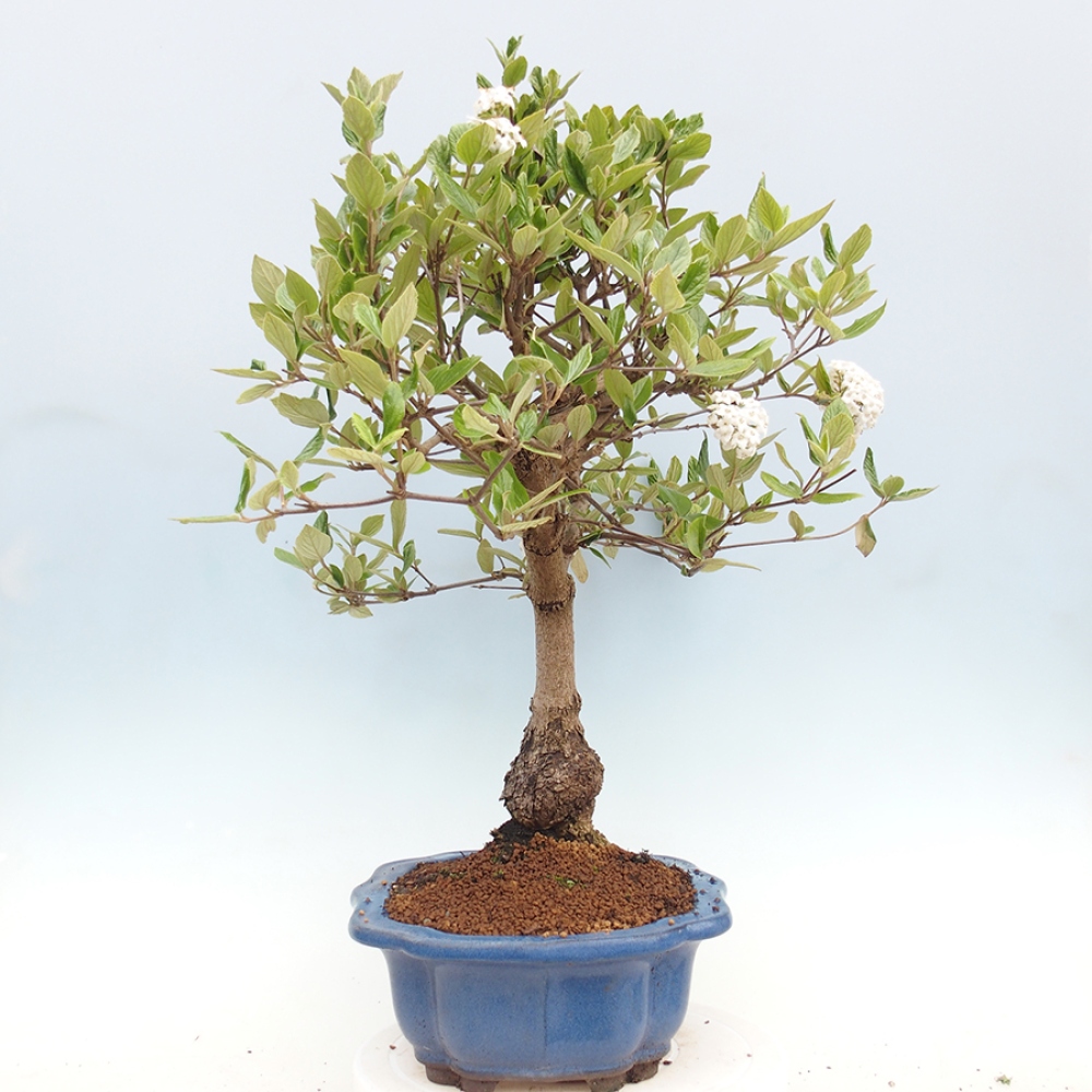 Venkovní bonsai-Kalina Bodnanská - Viburum carlesii hemsi