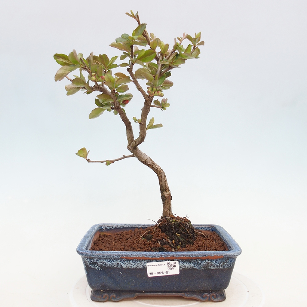Venkovní bonsai - Chaneomeles s. Red Trail - Kdoulovec 