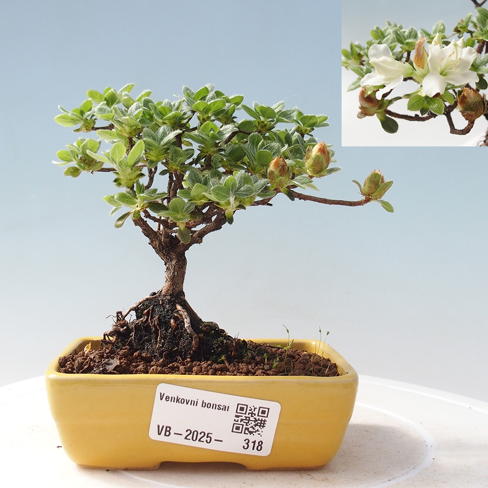 Venkovní bonsai - Rhododendron indicum - Japonská azalka