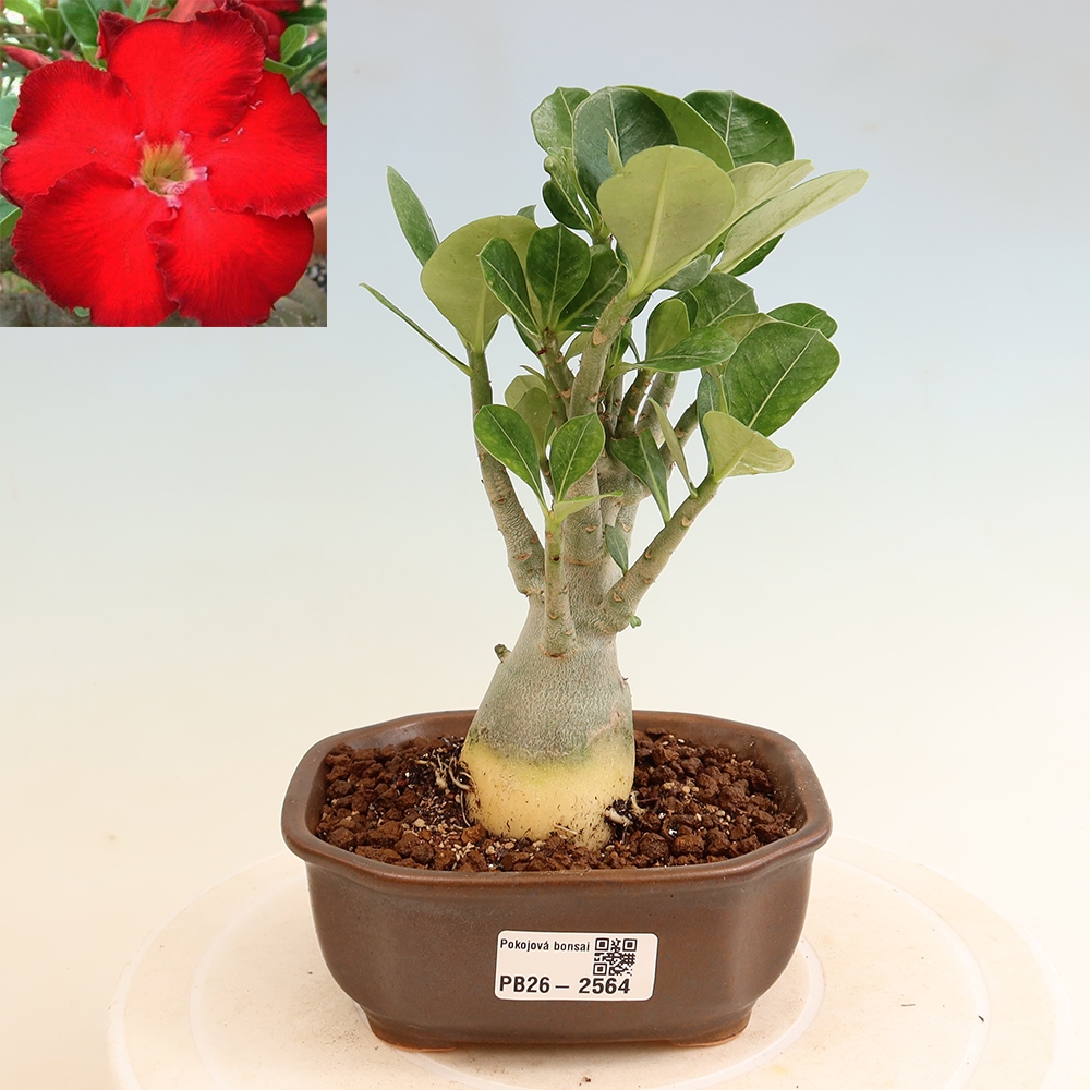 Pokojová bonsai - Adenium obesum Red Star - Pouštní růže