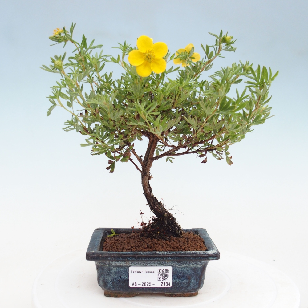 Venkovní bonsai-Mochna křovitá - potentila fruticosa yellow Bird