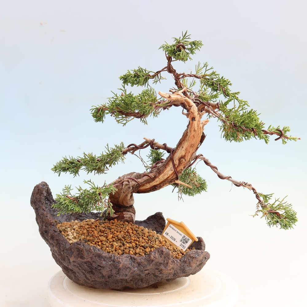 Venkovní bonsai - Juniperus chinensis Itoigawa-Jalovec čínský