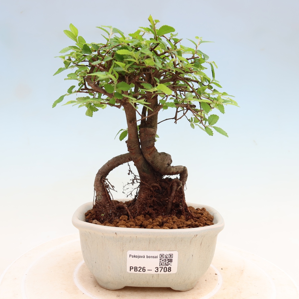 Pokojová bonsai - Ulmus parvifolia - Malolistý jilm