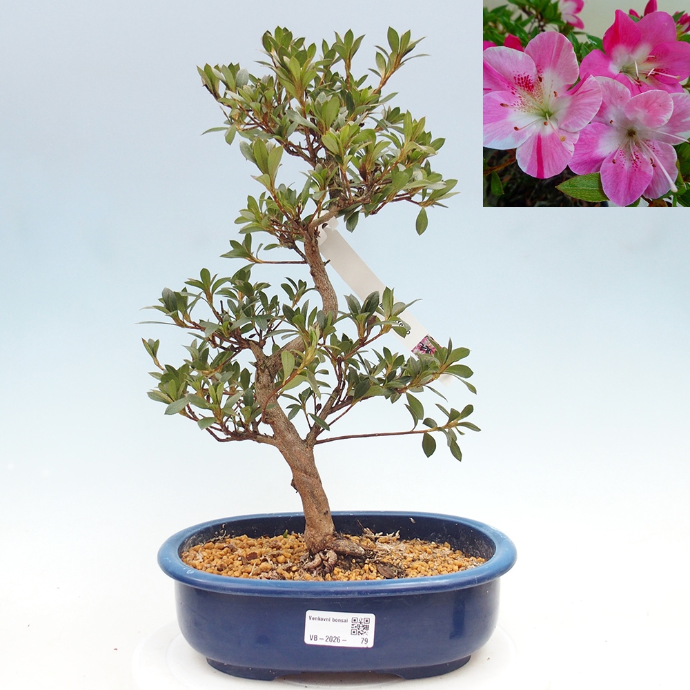 Venkovní bonsai - Japonská azalka - Azalea Reiko