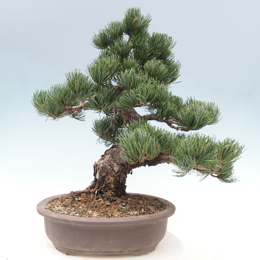 Venkovní bonsai - Pinus parviflora - Borovice drobnokvětá