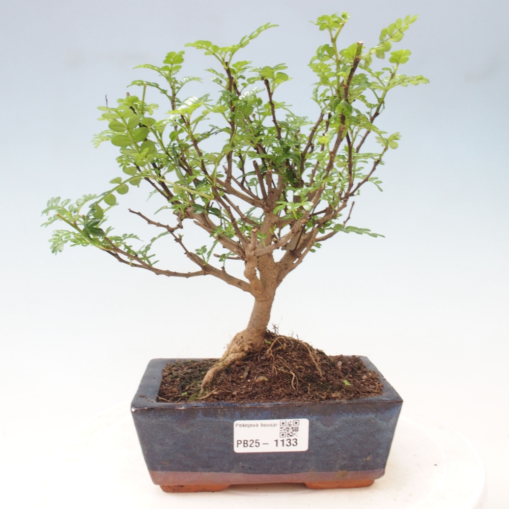 Pokojová bonsai - Zantoxylum piperitum - pepřovník