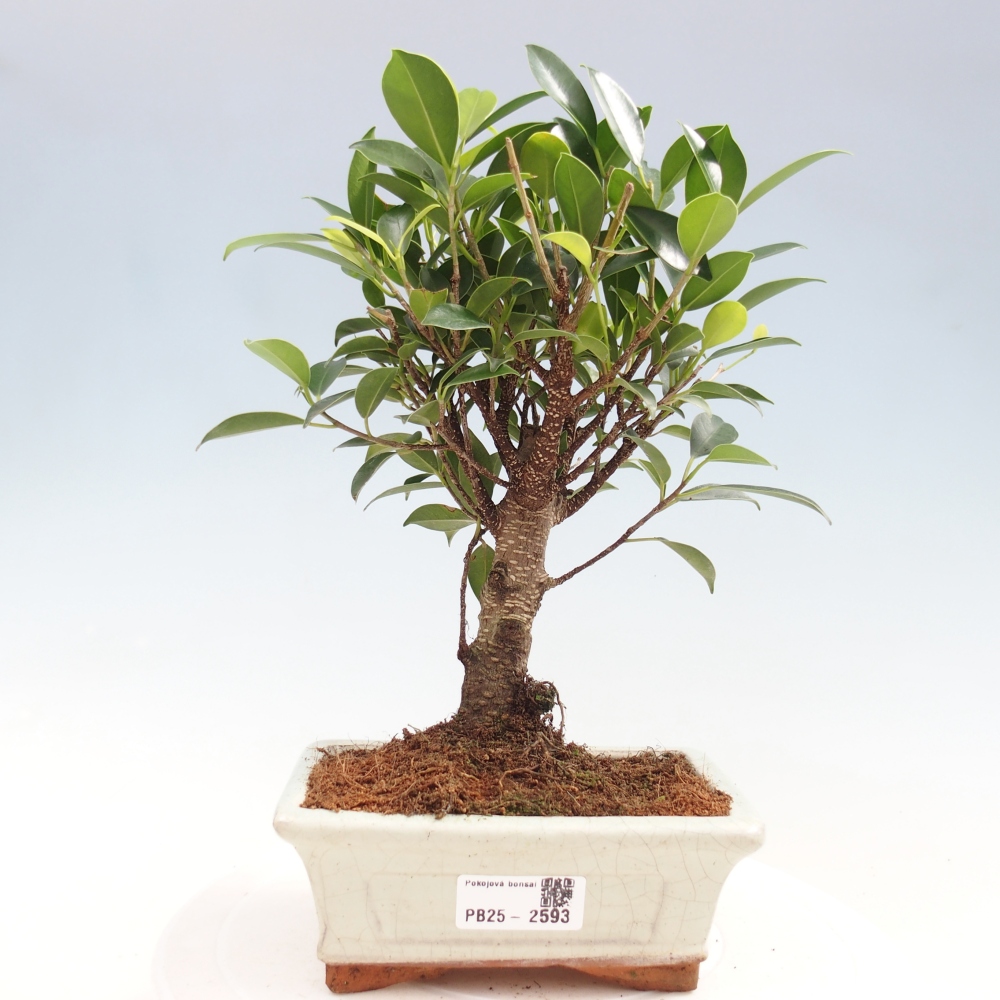 Pokojová bonsai - Ficus retusa -  malolistý fíkus
