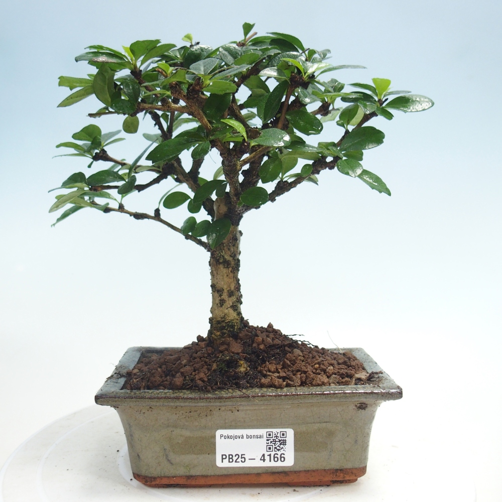 Pokojová bonsai - Carmona macrophylla - Čaj fuki